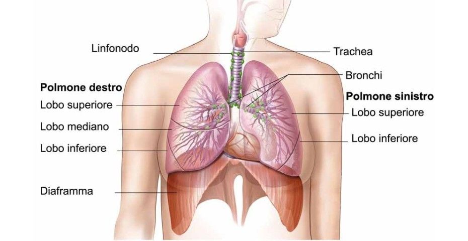 Come funziona il sistema respiratorio?