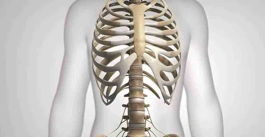 Quali sono gli organi presenti nella cavitÃ  toracica?