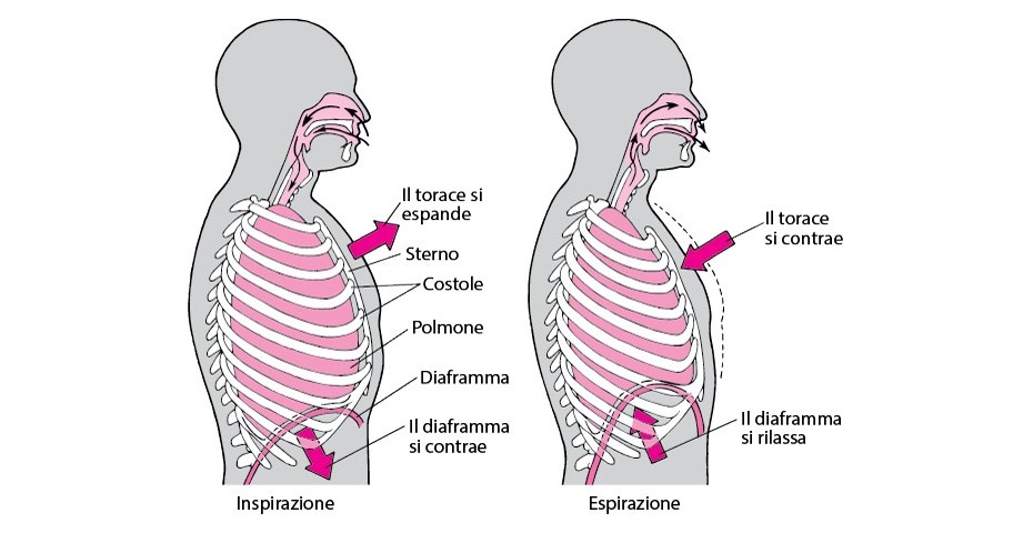 Chi controlla il respiro?