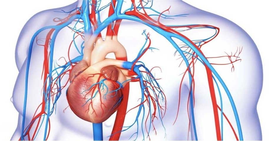 Il sistema cardiovascolare, come funziona