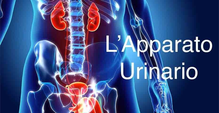 Apparato Urinario, quali sono gli organi e come funziona?