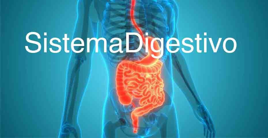 Sistema Digestivo