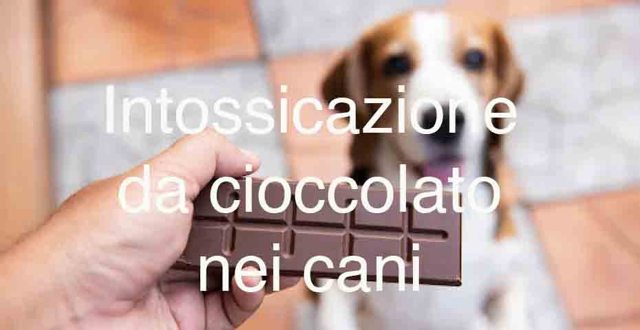 Intossicazione da cioccolato nei cani